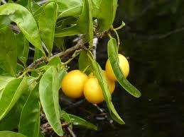 Descripción - Características - Variedades  Los Ciruelos Golden Japan provienen del continente asiático. Es un árbol de hoja caduca que, por lo general, alcanza los 6 o 7 metros de altura llegando, algunos ejemplares, a los 10 metros. La corteza del los Ciruelos Golden Japan puede tener un aspecto liso o agrietado y es de color gris o marrón. Las hojas son ovaladas, con el filo con forma de sierra, y con filamentos pilosos muy finos.   El fruto de los Ciruelos Golden Japan son de un color amarillo peculiar y están recubiertos por una cera blanquecina. En su interior encontramos un hueso con forma ovoide. Su pulpa es carnosa y muy dulce.  Los Ciruelos Golden Japan, como el resto de Ciruelos, es uno de los árboles frutales más resistente. Puede cultivarse en zonas frías o de altitud elevada sin muchos problemas. Se adapta a los suelos húmedos y pesados.  La época de maduración de los Ciruelos depende del territorio, y por lo tanto de las condiciones climáticas particulares, donde se encuentran. De forma orientativa para la península ibérica las épocas de maduración de las diversas clases de Ciruelos Europeos y Japoneses sería la siguiente: